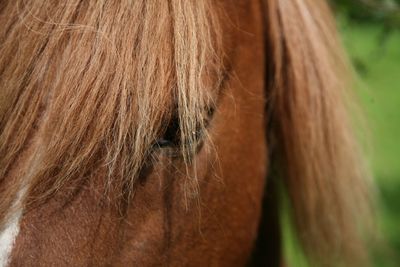 Close-up of horse outdoors