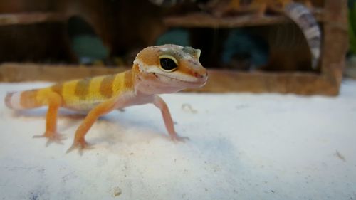 Close-up of lizard in aquarium