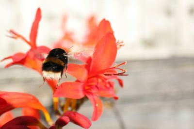 Close-up of honey bee pollinating on white flower