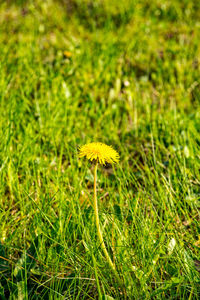 Close-up of yellow flower growing in field