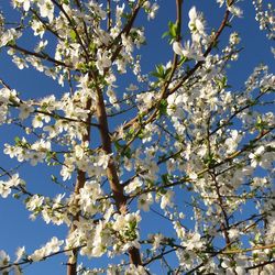 Low angle view of apple blossoms in spring