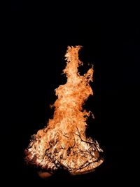 Close-up of bonfire against black background