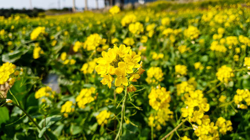 Close-up of fresh yellow flowers in field