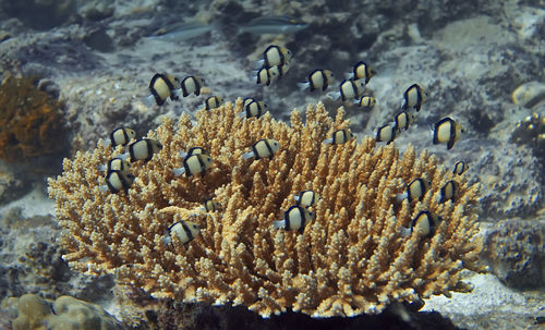 Close-up of fishes swimming in sea