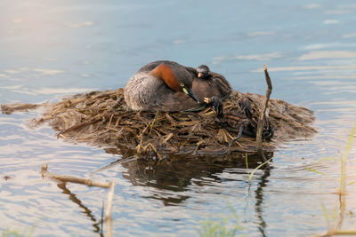 Close-up of birds in lake