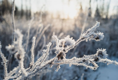 Close-up of frozen snowy plant