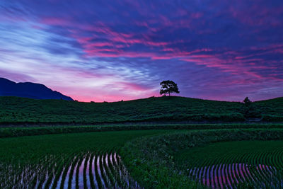 Scenic view of agricultural field against sky during  sunrise