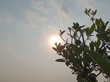 Low angle view of plant against sky during sunset