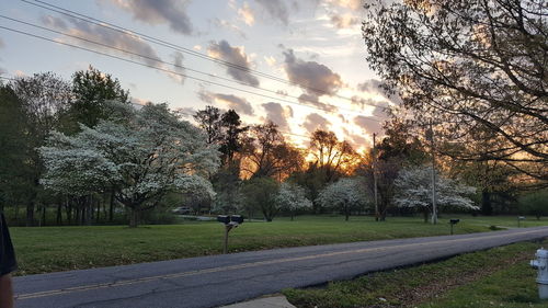 Trees against sky during sunset