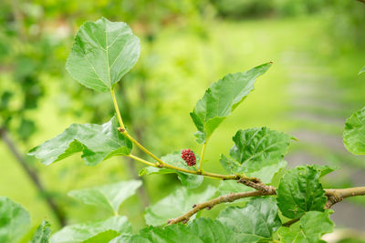 Close-up of berries growing on plant