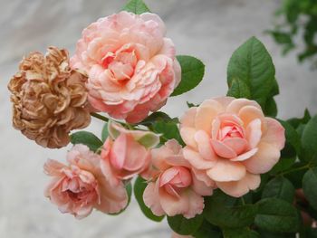 Close-up of pink roses