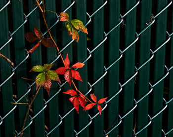 Close-up of red flowers on chainlink fence