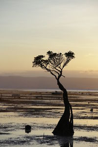 Silhouette tree on beach against sky during sunset