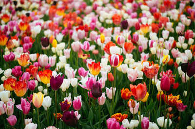 Close-up of pink tulips