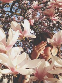 Pink flowers blooming on tree