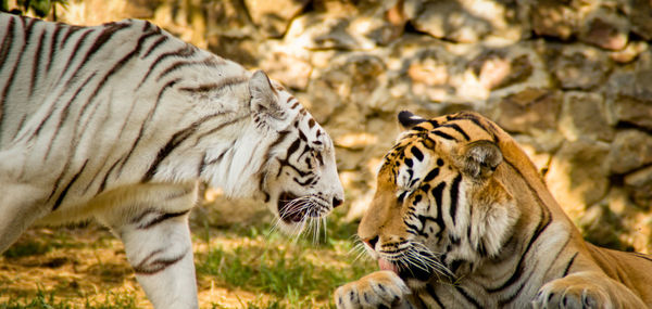 Close-up of tigers in zoo