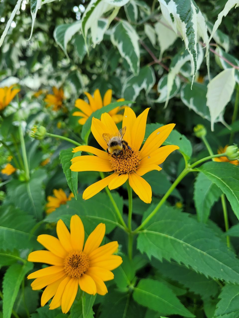 INSECT ON FLOWER