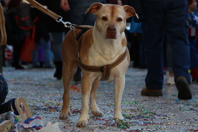 Portrait of dog standing on street