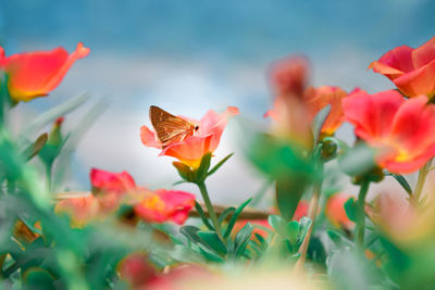 Close-up of orange plants