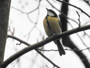 Low angle view of bird perching on tree