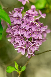 Close-up of lilac blossoms 