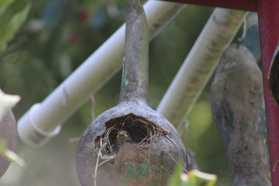 Close-up of plant against blurred background