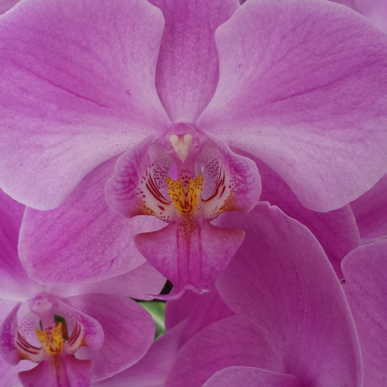 flower, petal, flower head, freshness, fragility, beauty in nature, stamen, pollen, pink color, close-up, growth, nature, full frame, backgrounds, blooming, single flower, in bloom, macro, purple, blossom