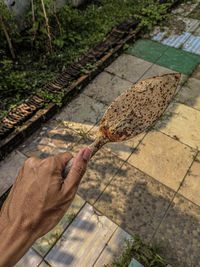 Cropped hand of man holding leaf