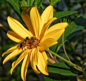 Close-up of bee pollinating on flower