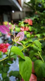 Close-up of pink flowers blooming outdoors