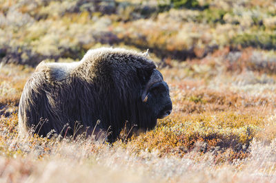 Musk ox animals standing in autumn landscape, norway autumn colors