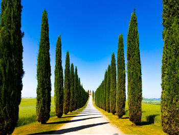 Panoramic view of road amidst trees against clear blue sky