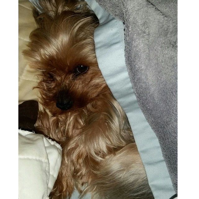 domestic animals, dog, pets, animal themes, one animal, mammal, indoors, animal hair, relaxation, animal head, close-up, resting, portrait, loyalty, animal body part, lying down, sofa, brown, looking at camera, bed