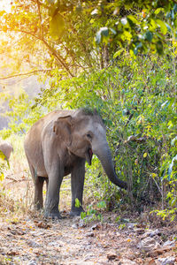 Elephant standing in a forest