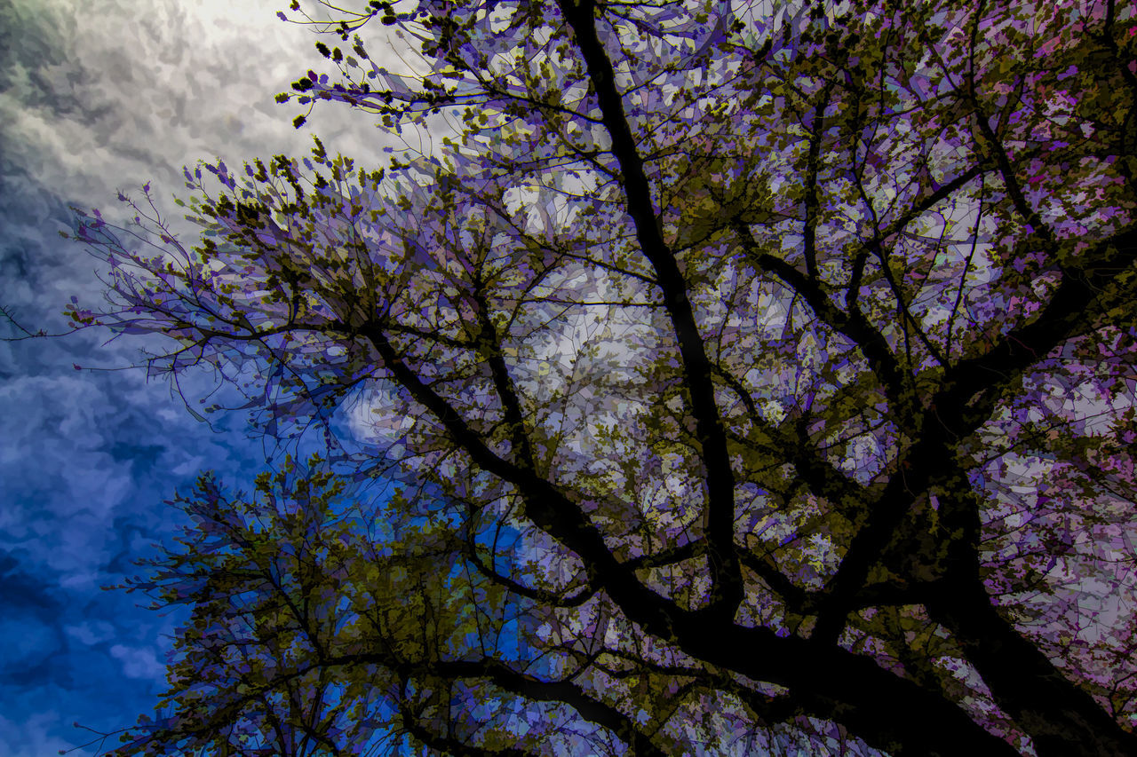 LOW ANGLE VIEW OF CHERRY BLOSSOM AGAINST SKY