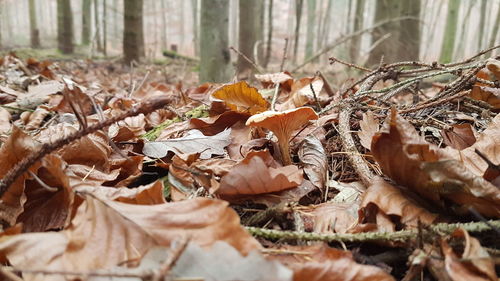 Close-up of mushroom growing in forest