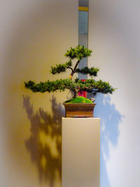 Potted plant against building wall