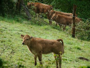 Cows in a field