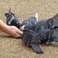 Close-up of hand holding bird