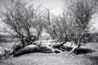 Bare trees on landscape against sky