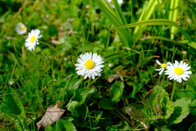 Close-up of white daisy flowers