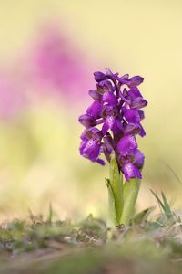 Close-up of purple flowering plant on field