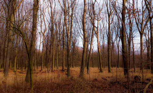 Trees on field in forest