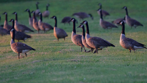 Flock of birds on field