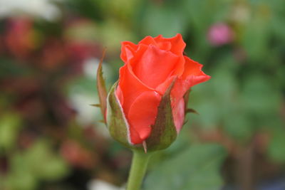 Close-up of red rose