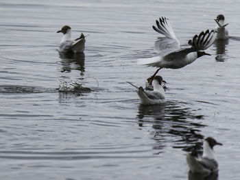 Ducks swimming in lake