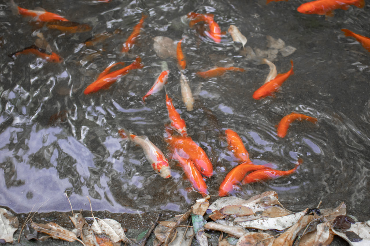 HIGH ANGLE VIEW OF KOI FISH IN LAKE