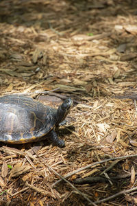 Turtle in fall foliage