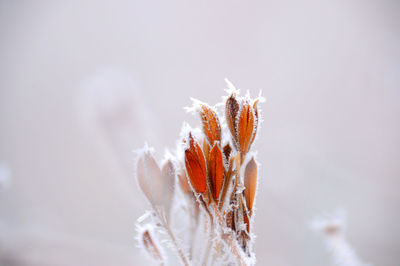 Close-up of frozen plant during winter