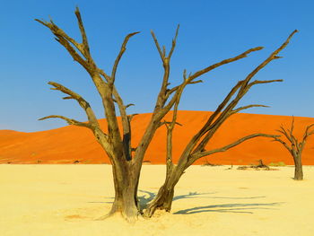 Bare tree on sand dune against sky